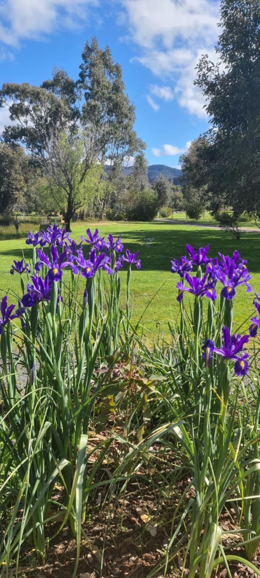Halls Haven Holiday Units Halls Gap Exteriör bild